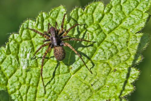 Pardosa sp.